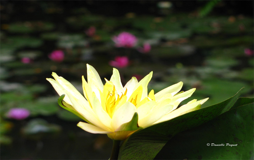 fleur-lotus-marais-jaune-harmonie-quebec-montreal