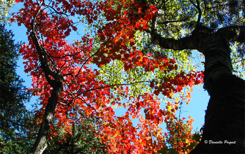 decor-enchanteur-multicolore-arbre-automne-quebec-montreal