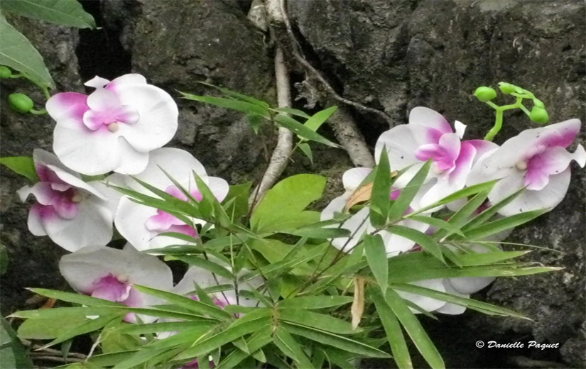 fleur-orchidee-rose-rocher-petale-epanouie-quebec-montreal