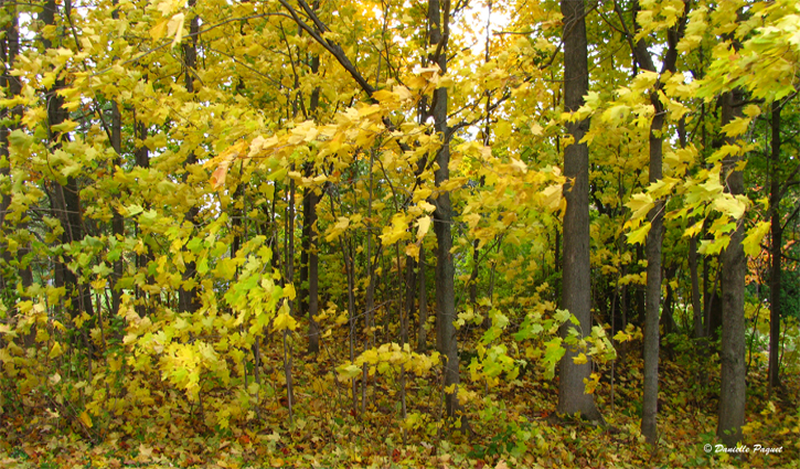 foret-automne-feuille-arbre-panorama-energie-quebec-montreal