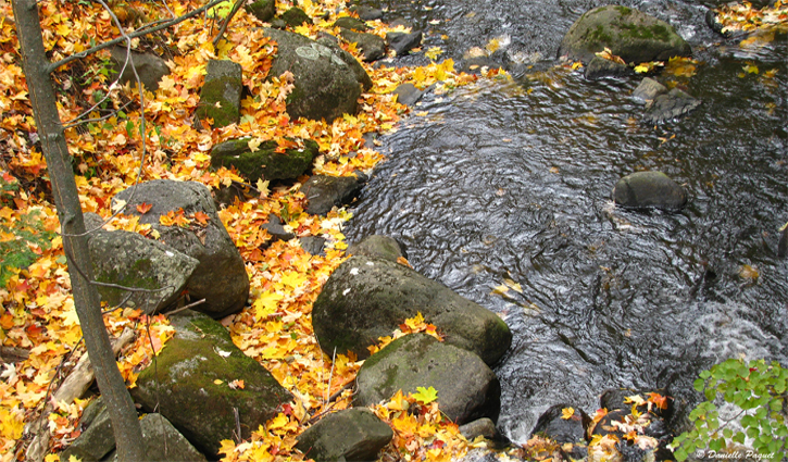 ruisseau-automne-rocher-manteau-feuille-courant-quebec-montreal